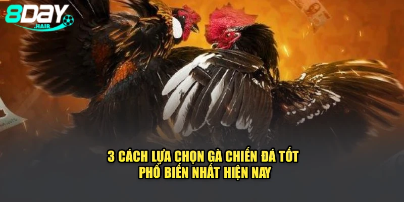 3 cách lựa chọn gà chiến đá tốt phổ biến nhất hiện nay