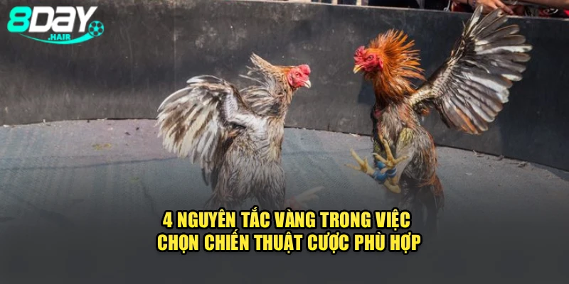 4 nguyên tắc vàng trong việc chọn kế hoạch cược phù hợp