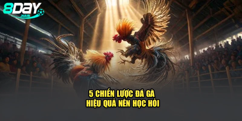 5 chiến lược đá gà hiệu quả nên học hỏi