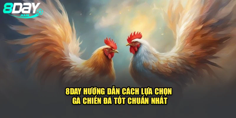 8Day Hướng Dẫn Cách Lựa Chọn Gà Chiến Đá Tốt Chuẩn Nhất