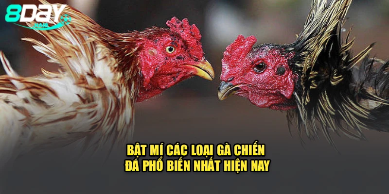 Bật mí các loại gà chiến đá phổ biến nhất hiện nay