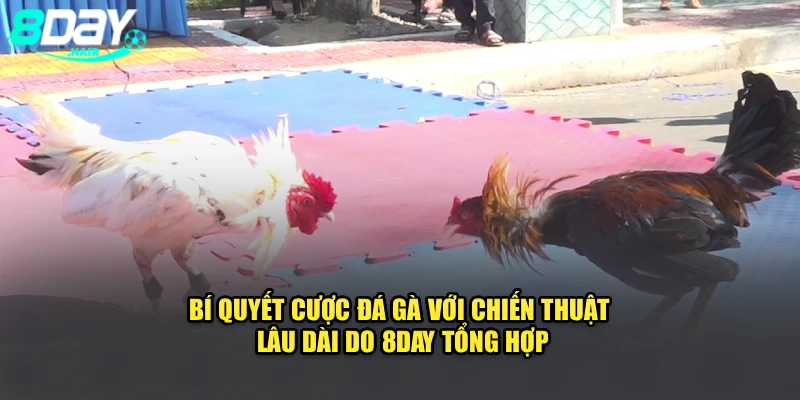 Bí Quyết Cược Đá Gà Với Chiến Thuật Lâu Dài Do 8Day Tổng Hợp