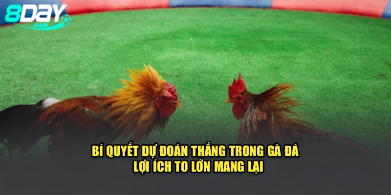 Bí quyết dự đoán thắng trong gà đá - Lợi ích to lớn mang lại