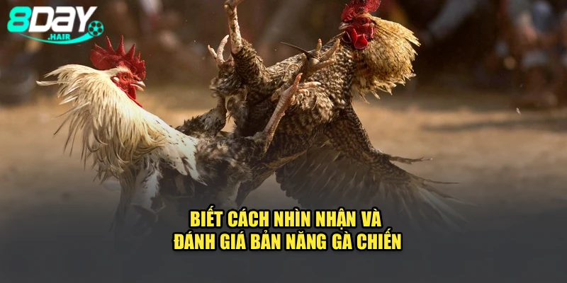 Biết cách nhìn nhận và đánh giá bản năng gà chiến
