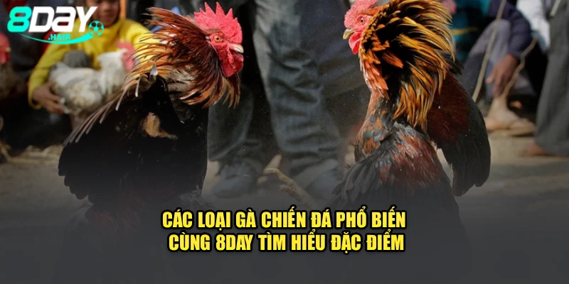Các Loại Gà Chiến Đá Phổ Biến – Cùng 8Day Tìm Hiểu Đặc Điểm