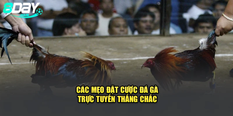 Các mẹo đặt cược đá gà trực tuyến thắng chắc 