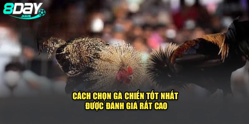 Cách chọn gà chiến tốt nhất được đánh giá rất cao
