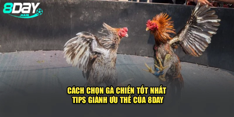 Cách Chọn Gà Chiến Tốt Nhất - Tips Giành Ưu Thế Của 8Day