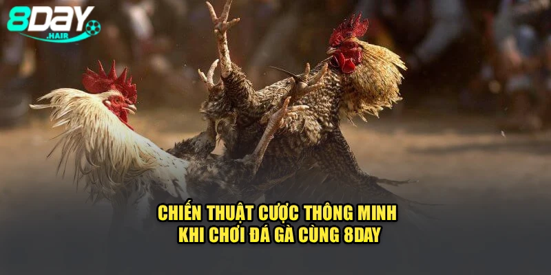 Chiến Thuật Cược Thông Minh Khi Chơi Đá Gà Cùng 8Day