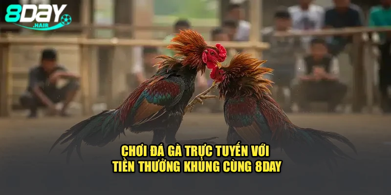 Chơi Đá Gà Trực Tuyến Với Tiền Thưởng Khủng Cùng 8Day