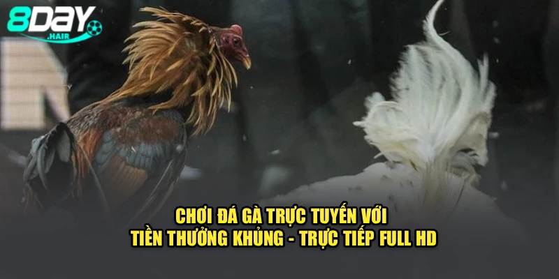 Chơi đá gà trực tuyến với tiền thưởng khủng - Trực tiếp full HD