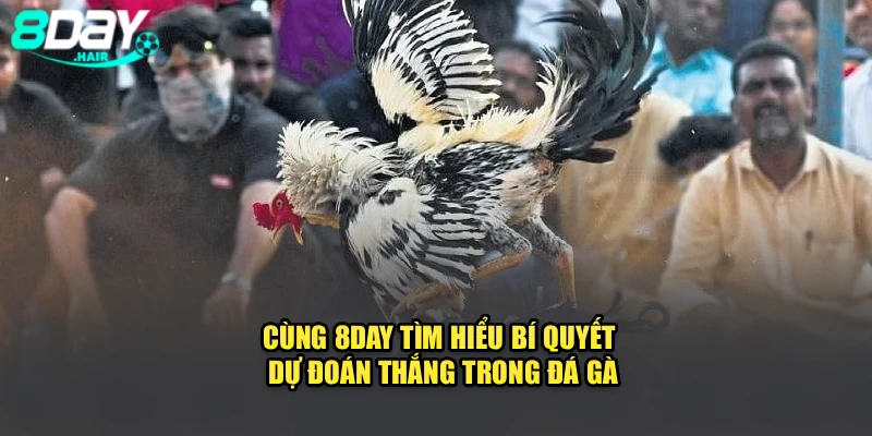 Cùng 8Day Tìm Hiểu Bí Quyết Dự Đoán Thắng Trong Đá Gà