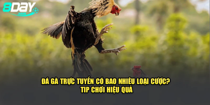Đá Gà Trực Tuyến Có Bao Nhiêu Loại Cược? Tip Chơi Hiệu Quả