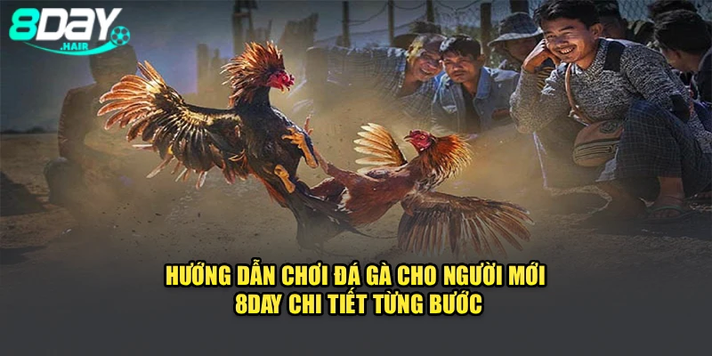 Hướng Dẫn Chơi Đá Gà Cho Người Mới 8Day Chi Tiết Từng Bước