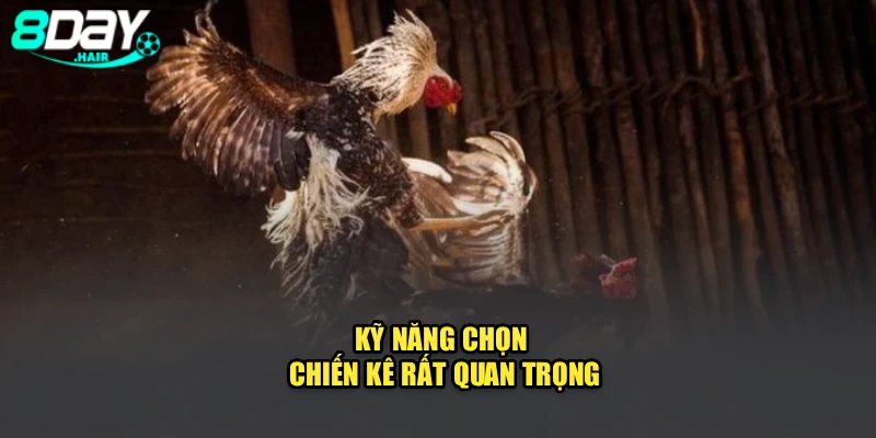 Kỹ năng chọn chiến kê rất quan trọng