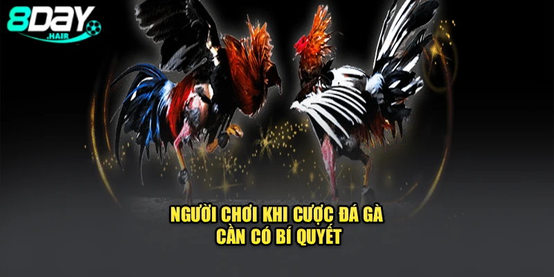 Người chơi khi cược đá gà cần có bí quyết