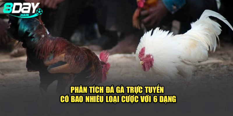 Phân tích đá gà trực tuyến có bao nhiêu loại cược với 6 dạng
