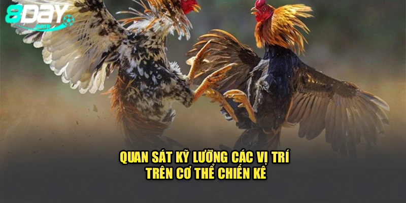 Quan sát kỹ lưỡng các vị trí trên cơ thể chiến kê