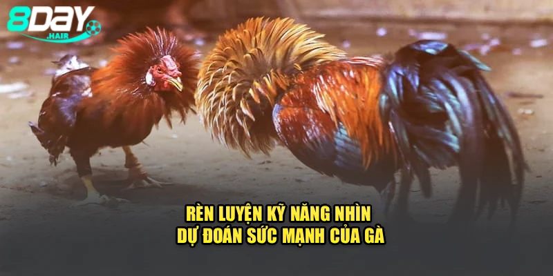 Rèn luyện kỹ năng nhìn, dự đoán sức mạnh của gà