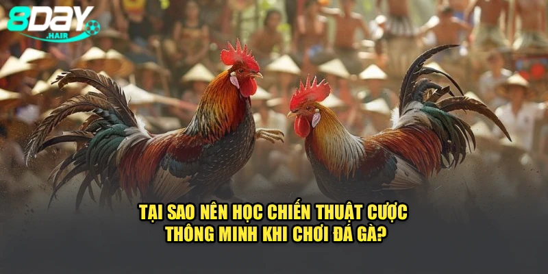 Tại sao nên học chiến thuật cược thông minh khi chơi đá gà?