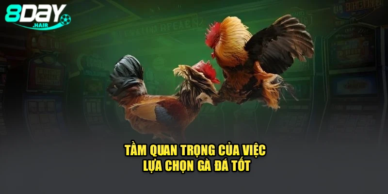 Tầm quan trọng của việc lựa chọn gà đá tốt