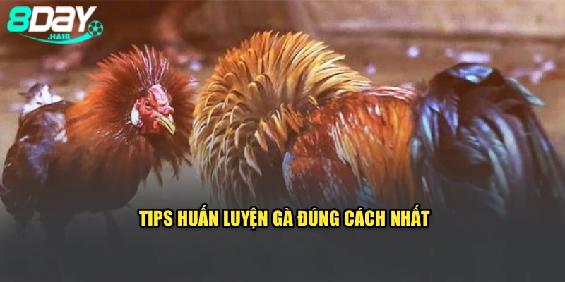 Tips huấn luyện gà đúng cách nhất